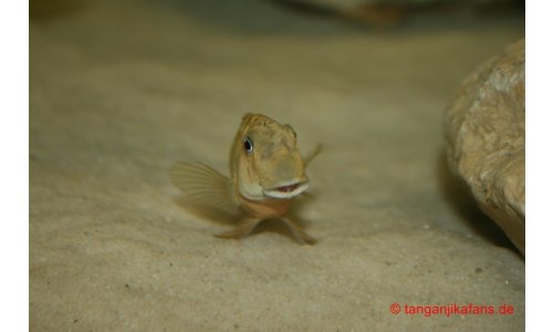Eretmodus Bulu Point